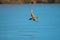 Mallard flying over the lake