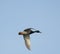 Mallard flying over the lake