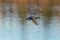 Mallard flying over the lake