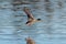 Mallard flying over the lake