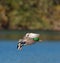 Mallard flying over the lake