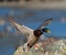 Mallard flying over the lake