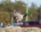 Mallard flying over the lake