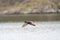 Mallard flying over the lake