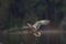 Mallard flying over the lake