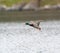 Mallard flying over the lake