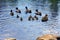 A mallard and four drakes accompany the little ducklings on a walk on the lake