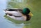 Mallard, Green head duck