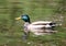 Mallard Green Headed Duck Anas platyrhynchos - Male
