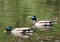 Mallard Green Headed Duck Anas platyrhynchos - Male