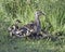 Mallard Hen with an Active Brood