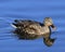 Mallard hen (Anas platyrhynchos)swimming in blue water