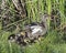 Mallard Hen with Brood in Tall Grass