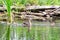 A mallard and her ducklings swim in green reflective water