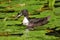 Mallard hybrid duck swimming on a pond