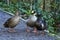Mallard hybrid trio of ducks hoping for food