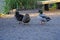 Mallard hybrid trio of ducks hoping for food