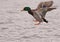 A Mallard on an icy river landing