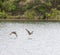 mallard in a lake