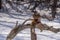 Mallard landing Squirrels branch in winter