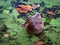 Mallard looking for food on duckweed covered forest lake in autumn scenery