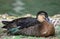 Mallard lying by the pond, portrait