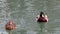 Mallard male and dappled female duck swimming