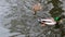 Mallard male and dappled female duck swimming