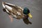 Mallard male drake duck enjoying a swim in a pond large detailed swimming water bird closeup