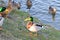 Mallard male duck