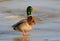 Mallard male duck Anas platyrhynchos standing on a frozen river, wildlife winter scene at sunset