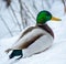 Mallard Male Duck Enjoying Spring Time