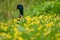 Mallard male duck hiding at grass in park.