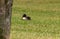 Mallard male duck laying in green grass