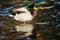 Mallard male duck at pond