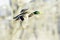Mallard male in flight / Anas platyrhynchos