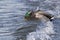 Mallard male stands on the ocean and is covered by a wave