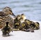 Mallard Mom and Babies