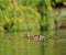 Mallard mom and ducklings resting in wetland pond