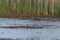 Mallard mother and ducklings feeding in wetland pond