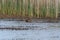 Mallard mother and ducklings feeding in wetland pond