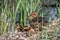 Mallard mother with her ducklings at the river side