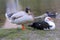 A mallard and a muscovy duck rest on the shore of the pond