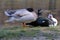 A mallard and a muscovy duck rest on the shore of the pond