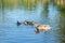 A mallard with newborn ducklings swims on the water of a large lake.