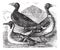 Mallard, Northern Shoveler and common duck or  freshwater duck, drake vintage engraving