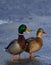 Mallard pair on ice