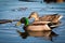 Mallard pair swimming in the water