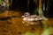 Mallard in the pond, beautiful wild duck swims in the water