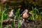 Mallard in the pond,Mallard males have green head and females with brown feathers. beautiful wild duck stands on a wooden surface